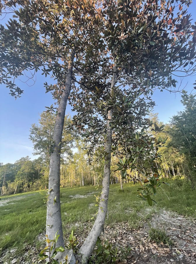 Magnolia Tree On Iliana Acres (2024)